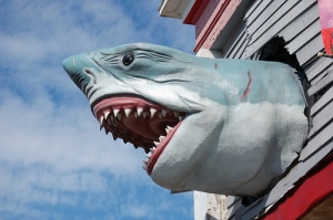 shark coming out of the side of the house.